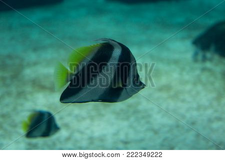 Beautiful Pearlscale Butterflyfish, Chaetodon xanthurus inside Aquarium.