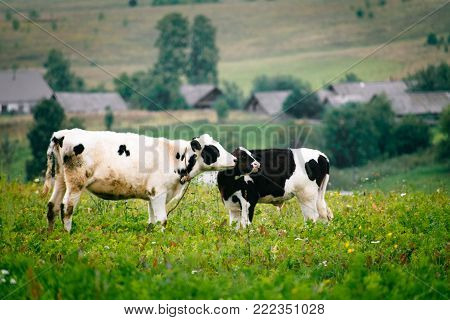 Calves nuzzle and study each other outdoors