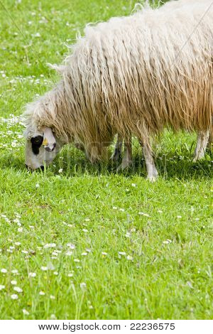 sheep on meadow, Bosnia and Hercegovina