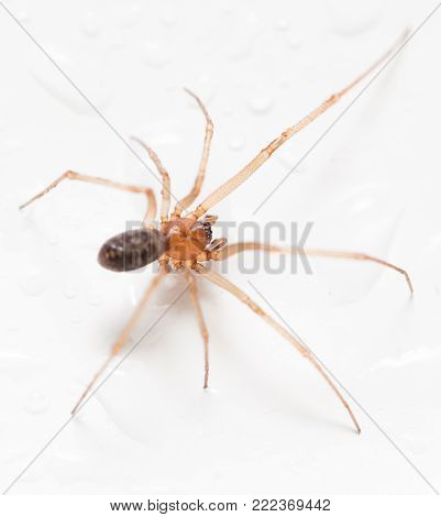 Spider on a white background with water drops .