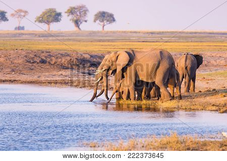 Group of African Elephants drinking water from Chobe River at sunset. Wildlife Safari and boat cruise in the Chobe National Park, Namibia Botswana border, Africa.
