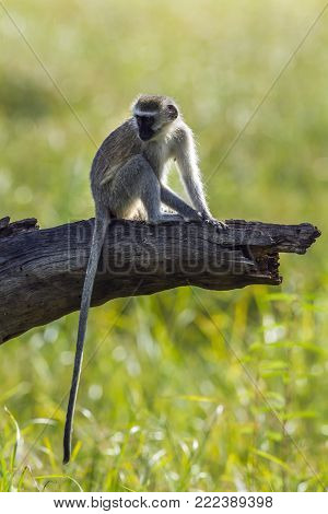 Vervet monkey in Kruger national park, South Africa ; Specie Chlorocebus pygerythrus family of Cercopithecidae