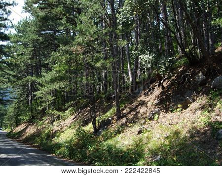 Trees in the wild forest Crimea. Yalta Ay Petri