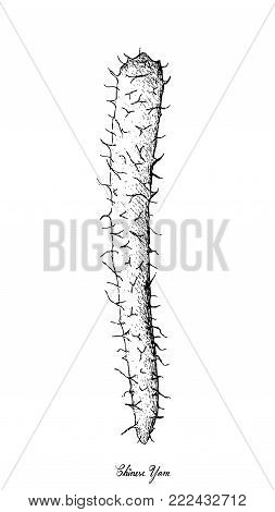 Root and Tuberous Vegetables, Illustration Hand Drawn Sketch of Fresh Chinese Yam or Dioscorea Polystachya Plants Isolated on White Background.