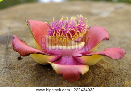 Closeup Cannonball Fruit And Cannonball Flower
