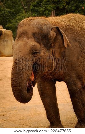Portrait of an Elephant who Seems to Laugh