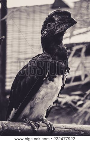 Strange Black Bird with a Big Beak