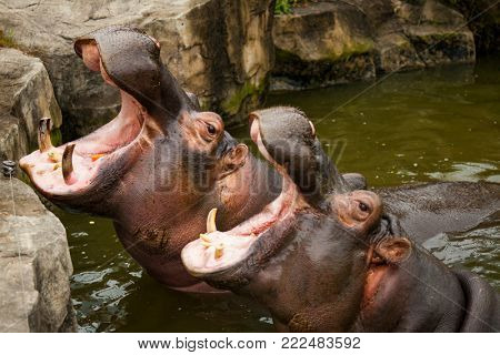 A couple of hippos in the river. The hippos opened their mouths waiting for food.