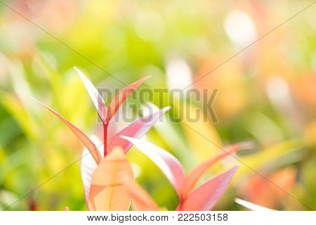 Closeup red, orang and green leaf in the garden on blurred background. Bautiful and easy on the eye.