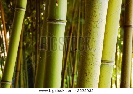 Bamboo Forest