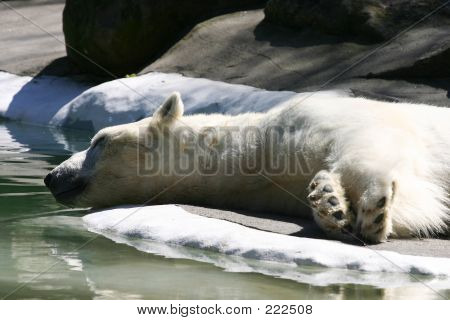 Oso Polar de dormir