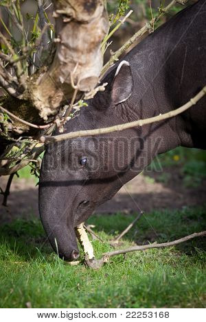 หายาก หรือที่เรียกว่าเอเชียสมเสร็จ (Tapirus หม้อ)