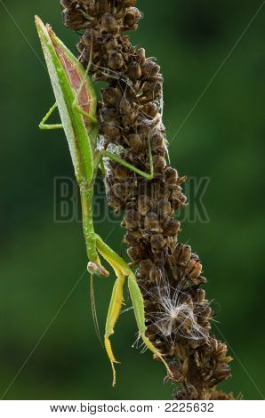カマキリ (電子顕微鏡によるチャ）