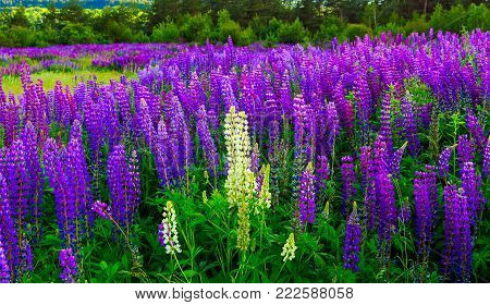 wonderful landscape. Majestic mountain landscape with lupine blooming field on a sunny day. picturesque scene. breathtaking scenery. wonderful landscape. small depth of field
