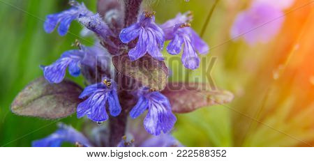 Fresh violet spring flowers salvia with drops of dew with green background. small depth of field . used as background. creative image of nature. fabulous view. macro. Clary Sage Salvia sclarea
