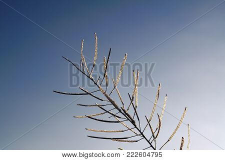 Stems covered with hoarfrost on a background of blue winter sky close-up