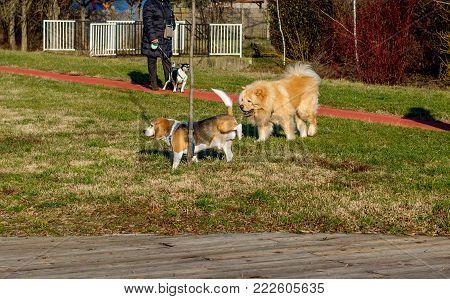 Dogs beagle and chow chow are walking in the park. Beagle dog peeing on a tree.