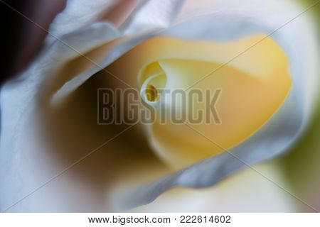 Macro of a white rose with a silky touch