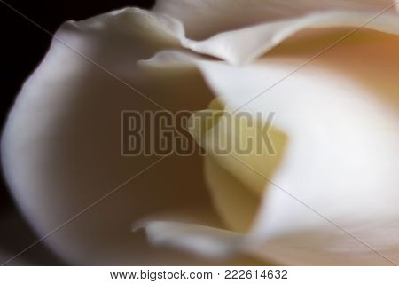 Macro of a white rose with a silky touch