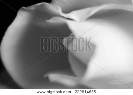 Macro of a white rose in black and white