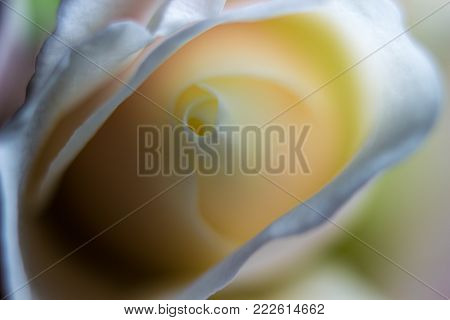 Macro of a white rose with a silky touch