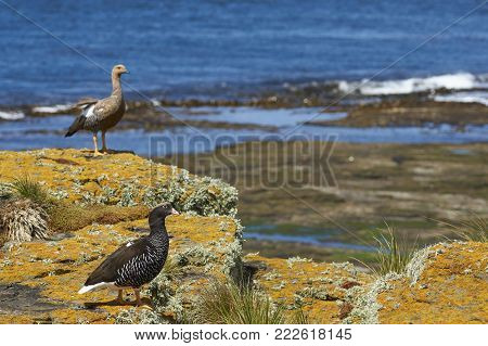 Female Kelp Goose (Chloephaga hybrida malvinarum), foreground, and a female Upland Goose (Chloephaga picta leucoptera), background, on a lichen covered cliff on Bleaker Island in the Falkland Islands.