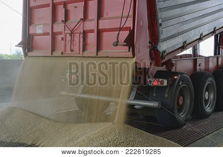 SAKVICE, THE CZECH REPUBLIC - AUGUST 5, 2016: Just harvested corn inside a trailer. Grain poured from trailer into a silo for processing