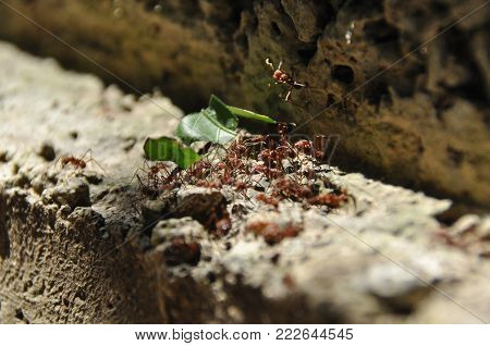 Leaf Cutting Ants Collect Stock, Leaf Fragments For Mushroom Growing In Central American Jungle. Pan
