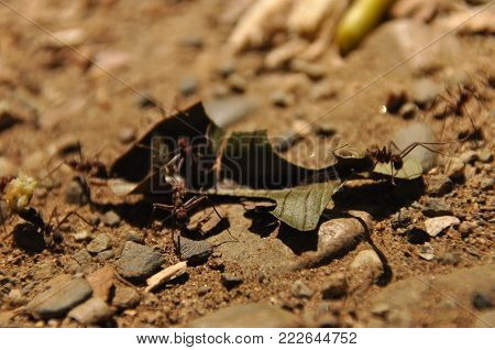 Leaf Cutting Ants Collect Stock, Leaf Fragments For Mushroom Growing In Central American Jungle. Pan