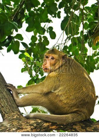 Wild scimmia su un albero