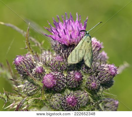 Common Forester