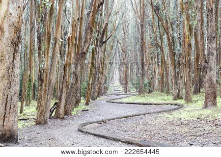 Eucalyptus Grove Wood Line on a rainy day. The Presidio, San Francisco, California, USA.