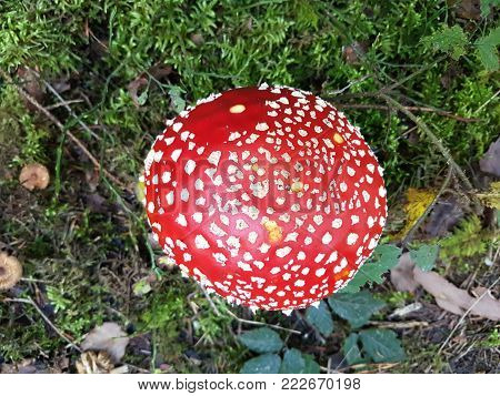 fly agaric mushroom in the forest, lucky charm