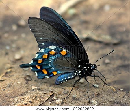 Close-up of a pipevine swallowtail butterfly standing on sandy ground.