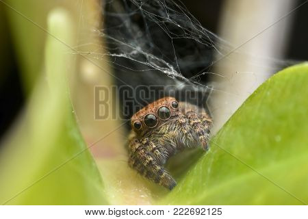 Carrhotus sannio (female) or Jumping spider in nest