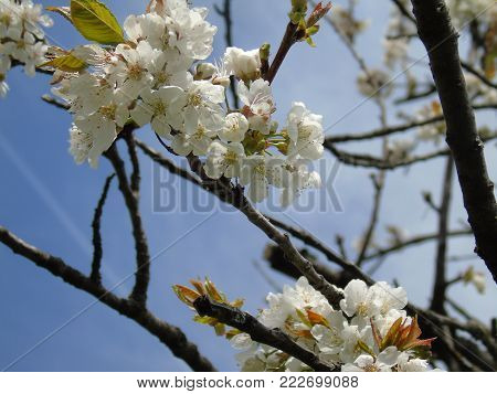 Amazing white spring flowers from the village