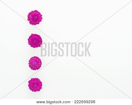 Purple and pink Globe Amaranth flower laid in group of four like bullet point on white background with concepts of immortality, unfading, and good fortune