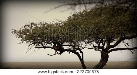 A leopard in the Tanzanian sabana in Africa