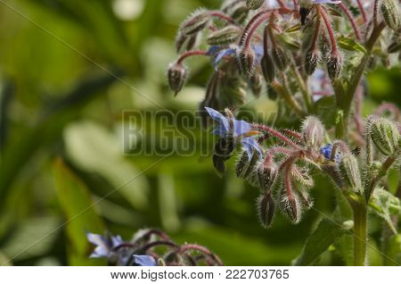Borage, Borago officinalis blue flower also known as a starflower and honey bee insect. macro close up, selective focus.