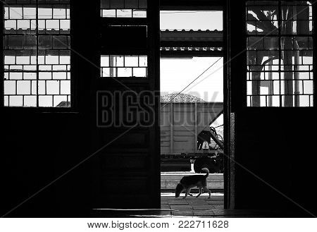 RAYLWAY STATION - A lonely dog on the railway platform
