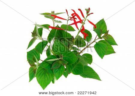 Pinapple ปราชญ์ เพียง Rutilans Salvia