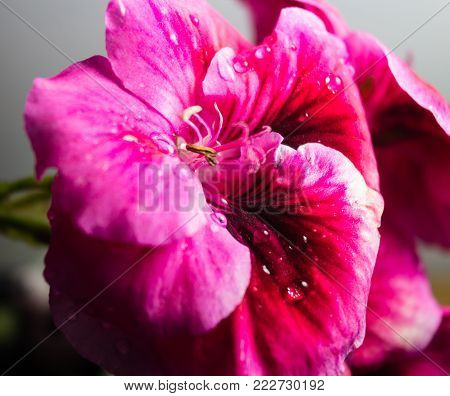 Macro with the detail of a beatiful pink flower