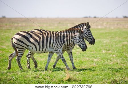 Two Zebras grazing on grass at summer day