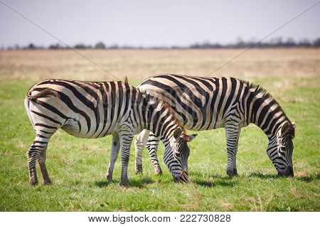 Two Zebras grazing on grass at summer day