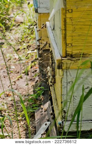 From Beehive Entrancebees Creep Out.