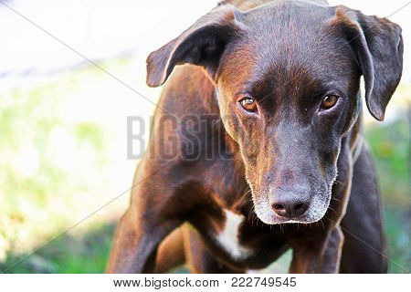 A dog looking sternly at the camera.