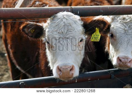 Hereford cattle farm
