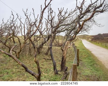 overgrown coastal scenery with footpath at the North Sea near Domburg in Walcheren in the dutch province of Zeeland