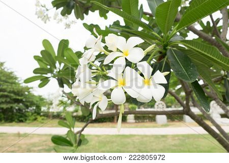 Plumeria flowers on the Plumeria tree at the park.