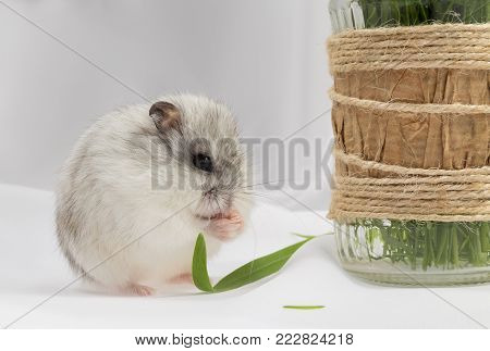 small gray jungar hamster on a white background gnawing a blade of grass